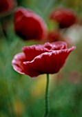 PAPAVER RHOEAS SHIRLEY SERIES, POPPY - SHIRLEY POPPY