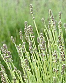 LAVANDULA AUGUSTIFOLIA, LAVENDER