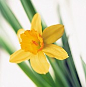 NARCISSUS TETE-A-TETE, DAFFODIL