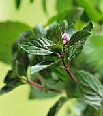 MENTHA PIPERITA