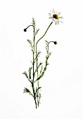 CHAMAEMELUM NOBILE, CHAMOMILE