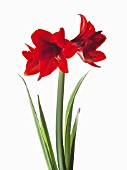 HIPPEASTRUM FLORIS HEKKER