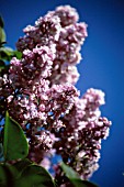 SYRINGA, LILAC