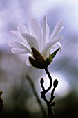 MAGNOLIA STELLATA, STAR MAGNOLIA