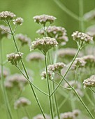 VERBENA BONARIENSIS, VERBENA, BRAZILIAN VERBENA