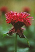 MONARDA, BERGAMOT - MONARDA