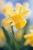 NARCISSUS TETE-A-TETE, DAFFODIL