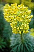 EUPHORBIA CHARACIAS, EUPHORBIA, SPURGE