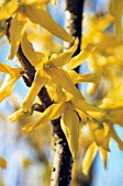 FORSYTHIA, FORSYTHIA