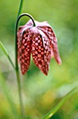 FRITILLARIA MELEAGRIS, FRITILLARY - SNAKES HEAD FRITILLARY