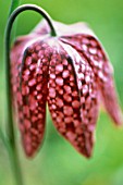 FRITILLARIA MELEAGRIS, FRITILLARY - SNAKES HEAD FRITILLARY