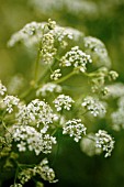 MYRRHIS ODORATA, SWEET CICELY