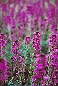 ERYSIMUM BOWLES MAUVE