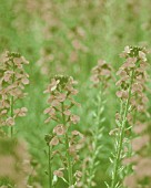 ERYSIMUM BOWLES MAUVE, WALLFLOWER - PERENNIAL WALLFLOWER