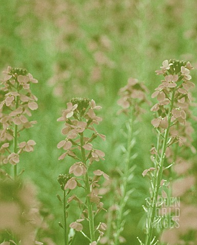 ERYSIMUM_BOWLES_MAUVE_WALLFLOWER__PERENNIAL_WALLFLOWER