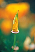 ESCHSCHOLZIA CALIFORNICA, POPPY - CALIFORNIAN POPPY