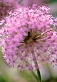 ALLIUM ROSENBACHIANUM, ALLIUM