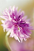 CENTAUREA CYANUS MAUVE QUEEN