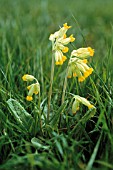 PRIMULA VERIS, COWSLIP