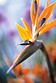 STRELITZIA, BIRD OF PARADISE