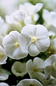 PHLOX PANICULATA, PHLOX