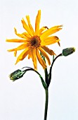 ARNICA MONTANA, ARNICA