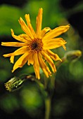 ARNICA MONTANA