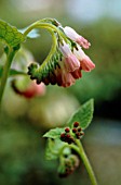 SYMPHYTUM HIDCOTE PINK, COMFREY