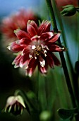 AQUILEGIA VULGARIS NORA BARLOW, AQUILEGIA, COLUMBINE