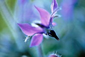 BORAGO OFFICINALIS, BORAGE