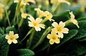 PRIMULA VULGARIS, PRIMROSE