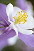 AQUILEGIA, AQUILEGIA, COLUMBINE