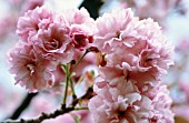 PRUNUS KANZAN, CHERRY