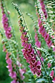 DIGITALIS PURPUREA, FOXGLOVE