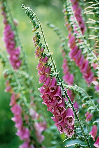 DIGITALIS_PURPUREA_FOXGLOVE