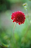 KNAUTIA MACEDONICA LYROPHYLLA, SCABIOUS