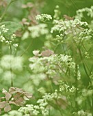 LUNARIA ANNUA, HONESTY & COW PARSLEY