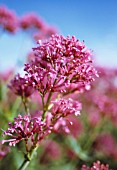 CENTRANTHUS RUBER