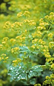 ALCHEMILLA MOLLIS, LADYS MANTLE