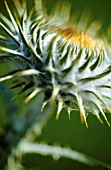 CARLINA VULGARIS, THISTLE - CARLINE THISTLE