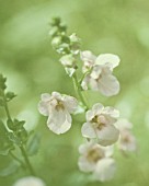 DIASCIA, DIASCIA