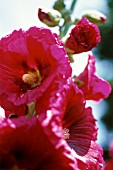 ALCEA ROSEA, HOLLYHOCK