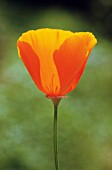 ESCHSCHOLZIA CALIFORNICA, POPPY - CALIFORNIAN POPPY