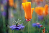 ESCHSCHOLZIA CALIFORNICA, POPPY - CALIFORNIAN POPPY