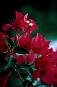 BOUGAINVILLEA, BOUGAINVILLEA