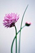 ALLIUM SCHOENOPRASUM, CHIVE