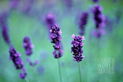 LAVANDULA_LAVENDER