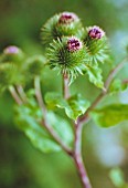 ARCTIUM LAPPA