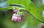 SYMPHYTUM OFFICINALE, (COMFREY)