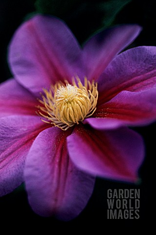 CLEMATIS_BEAUTY_OF_WORCESTER_CLEMATIS